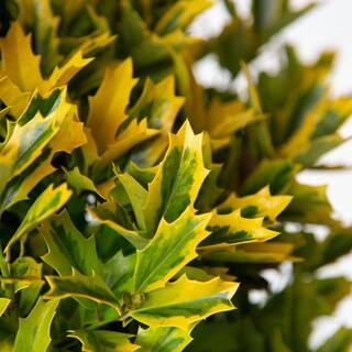 SOUTHERN LIVING 3 Gal. Golden Oakland Holly Tree with Pyramidal Yellow and Green Variegated Foliage 30203