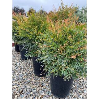 Alder  Oak 'Gulfstream' Heavenly Bamboo Shrub (2-pack) NADW05