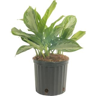 Costa Farms Aglaonema Silver Bay Indoor Plant in 9.25 in. Grower Pot Avg. Shipping Height 2-3 ft. Tall 10AGLO