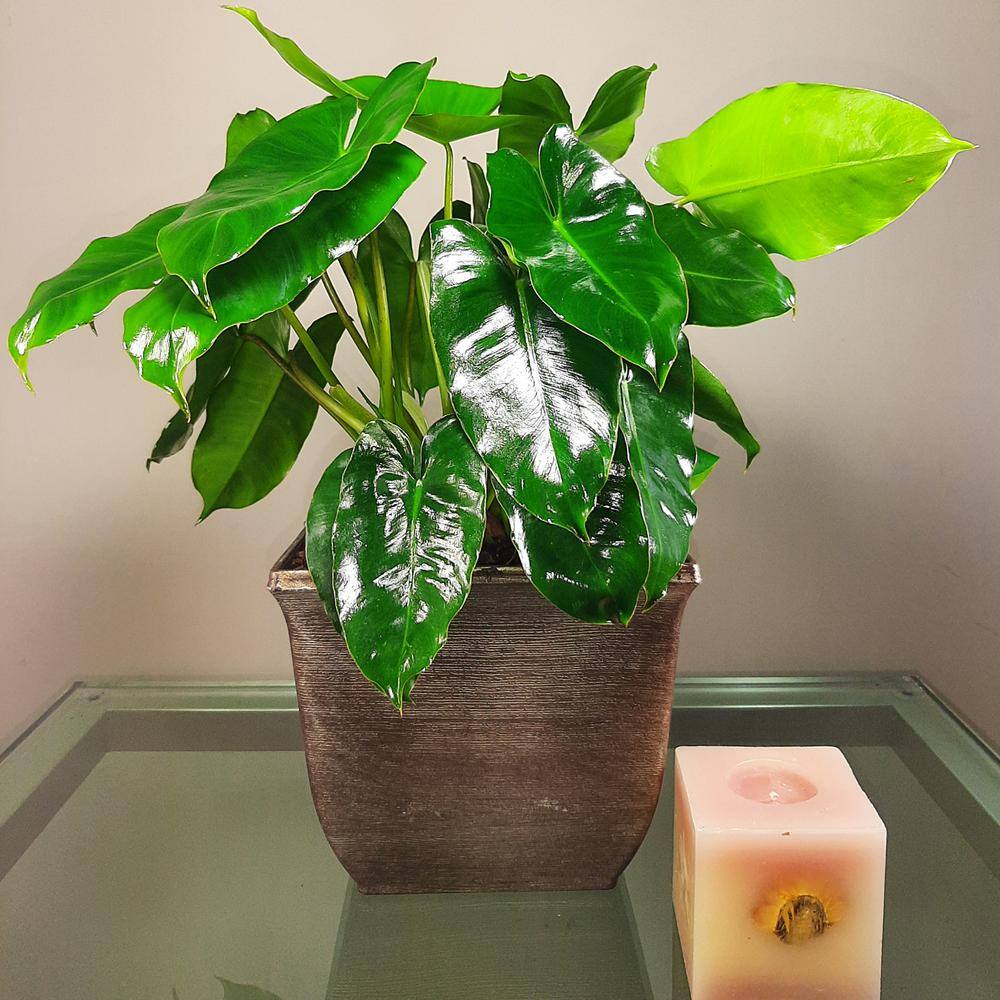 EverGrace Philodendron Burle Marx Plant in 8 in. Decorative Resin Pot BrlMrx008