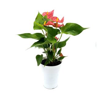 EVERBLOOM GROWERS INC. 5 in. Anthurium Assorted Plant 5ANTASS