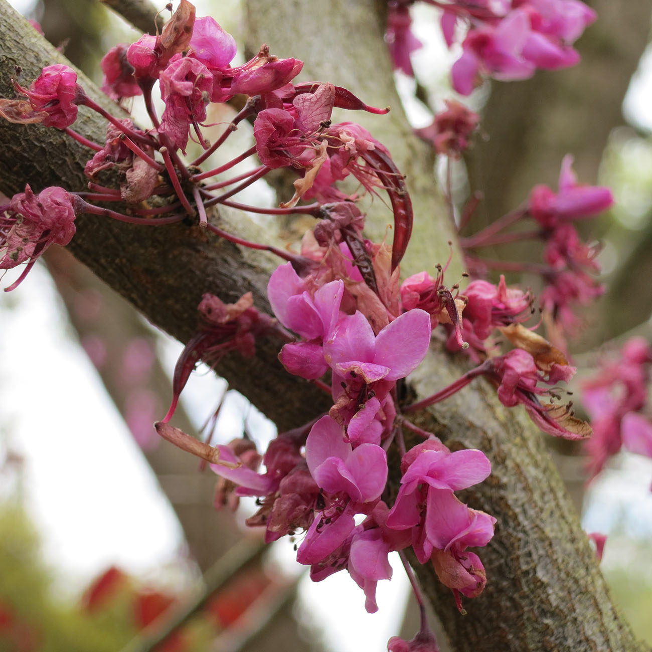 4-5ft Forest Pansy Redbud - Pink Flowers - Purple Foliage