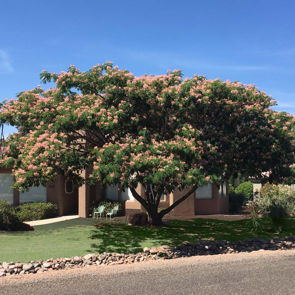 Cold Hardy Mimosa Tree