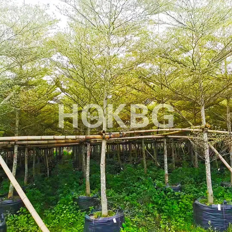 HOKBG 5 10 50 100 500 1000 Gallon hot selling Eco friendly PP plastic garden suppliers planting pot