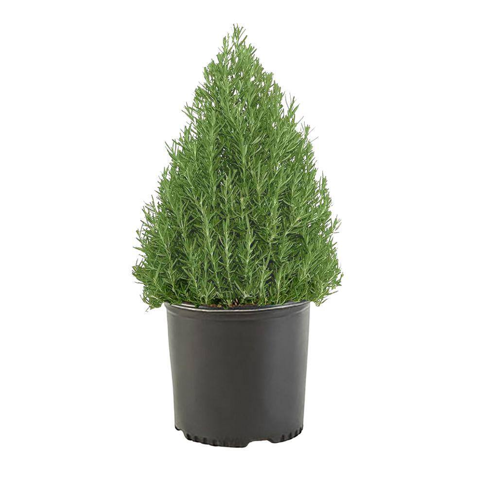 1 Gal. Rosemary Evergreen Plant with Pale Blue to White Flowers 16850