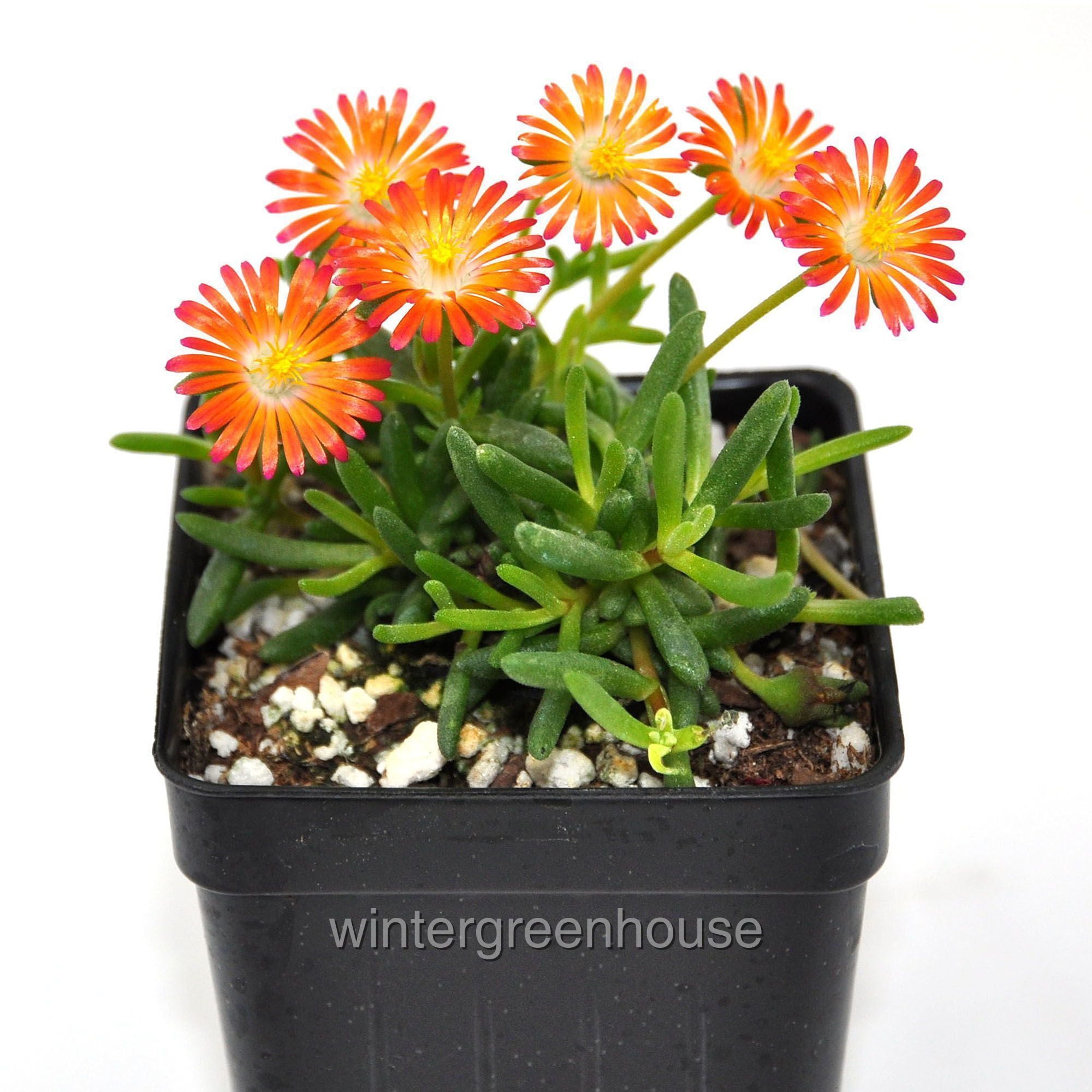 Delosperma HotCakes， Pumpkin Perfection， Ice Plant - Pot Size: 3