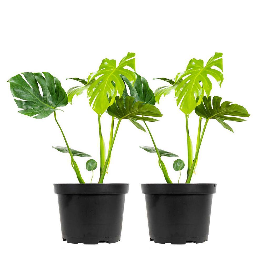 Perfect Plants Monstera Deliciosa (Swiss Cheese Plant) in a 6in. Grower's Pot (2-Pack) THD00473