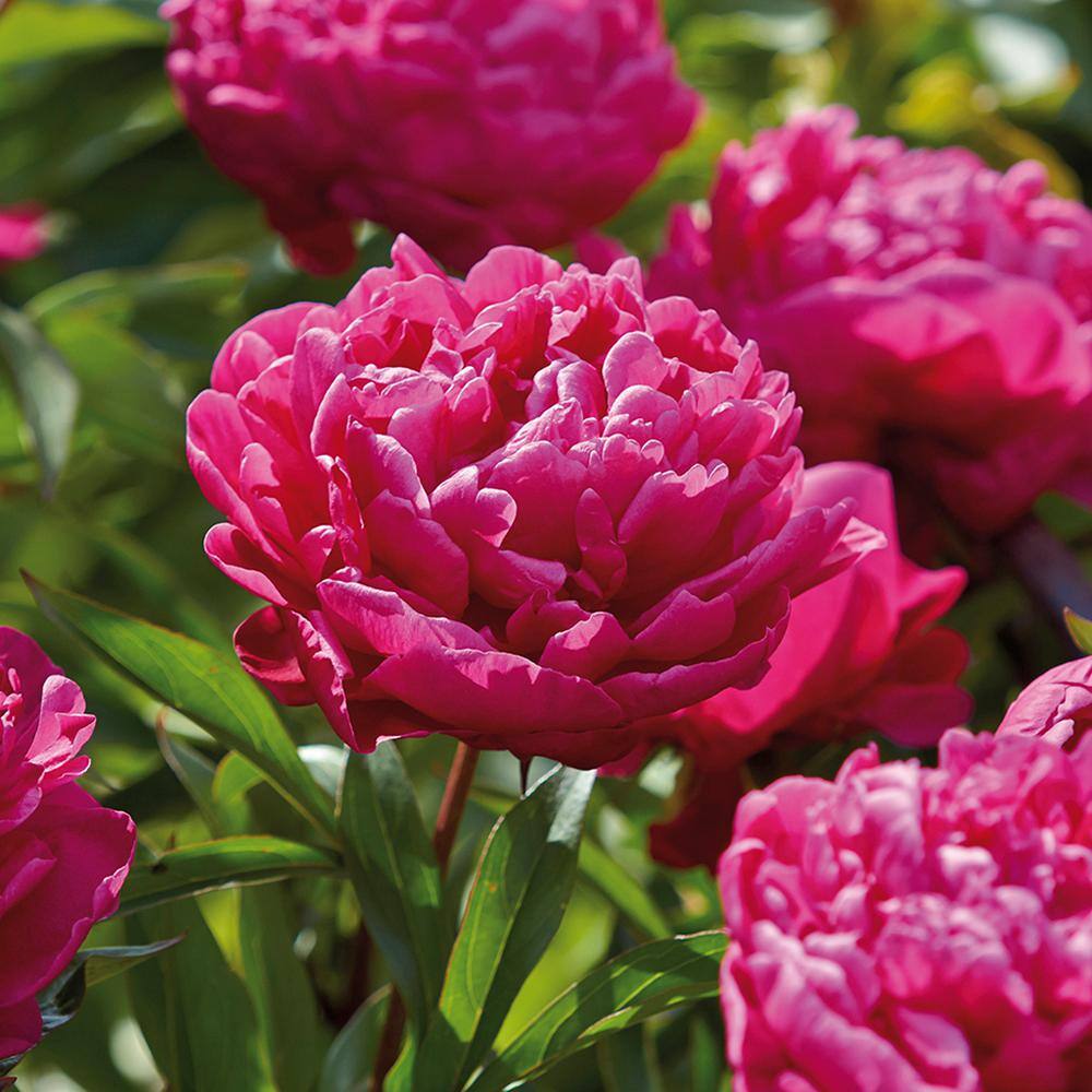 VAN ZYVERDEN Peonies Karl Rosenfield Roots (Set of 3) 832971