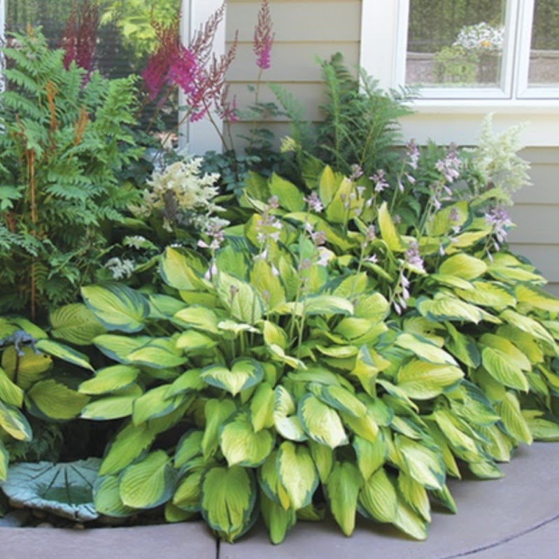 Mixed Heart-Shaped Hosta Bare Roots - Touch Of Eco - 3 Bare Roots， Up to 36