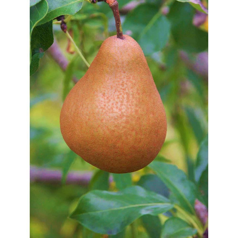 Online Orchards Dwarf Bosc Pear Tree - Sweet and Hardy Cinnamon Brown Pears (Bare-Root 3 ft. to 4 ft. Tall 2-Years Old) FTPR003