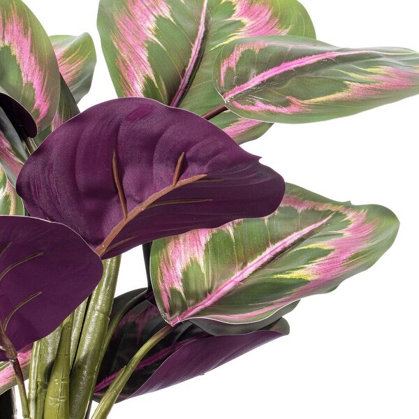 Vickerman 16 Calathea Roseopicta in Black Pot.