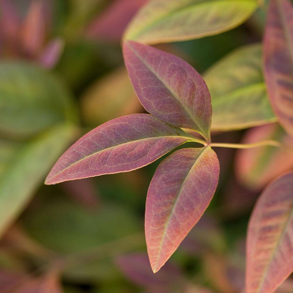 Southern Living 2 Gal. Nandina Blush Pink Shrub with Pink and Red Foliage 14394