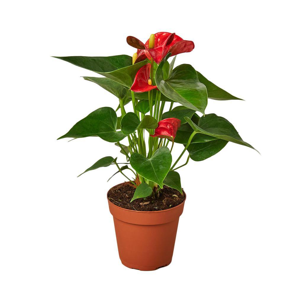 Red Anthurium Plant in 4 in. Grower Pot 4_ANTHURIUM_RED