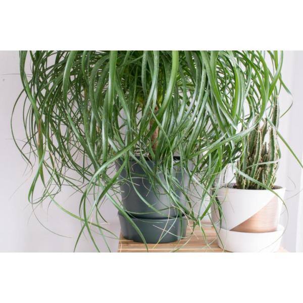 Ponytail Palm Live Plant in 6 in. Growers Pot Beaucarnea Recurvata Beautiful Clean Air Indoor Houseplant PV-VGGB-M9XH