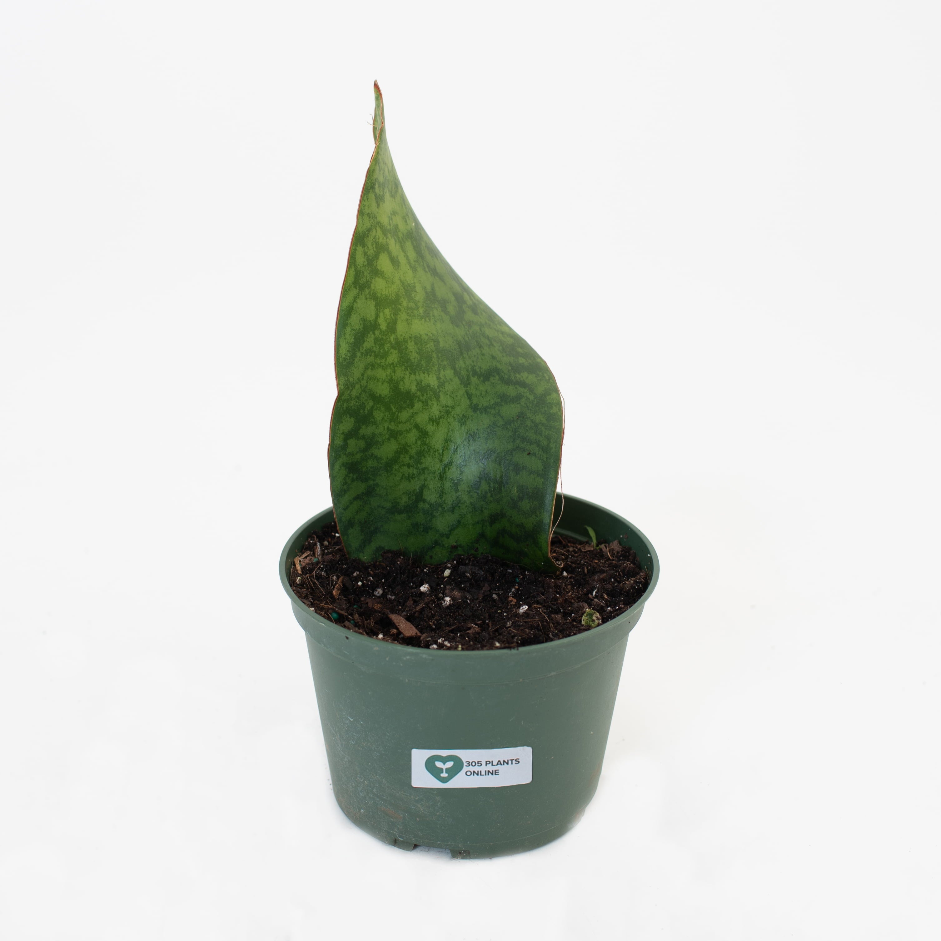 6” Sansevieria “Masoniana” Plant