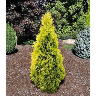 BELL NURSERY 3 Gal. Amber Gold Arborvitae (Thuja) Live Evergreen Shrub THUJA3JAN1PK