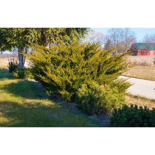 Online Orchards 1 Gal. Sea Green Juniper Shrub Fountain Shaped Foliage that Changes to a Darker Green in Winter CFJP001