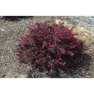 Vigoro 2 Gal. Ever Red Mini Loropetalum Evergreen Shrub with Purple Foliage Red Ribbon Blooms 11969
