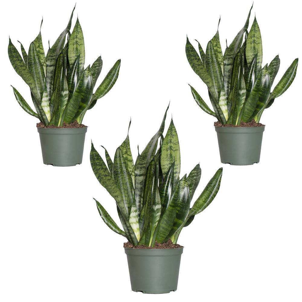 national PLANT NETWORK Snake Plant Zeylanica in 4 in. Grower Pots (3-Pack) HD1651