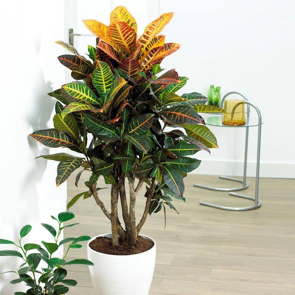 Brighter Blooms 3 Gal. Croton Petra Indoor Plant CRO-PEN3