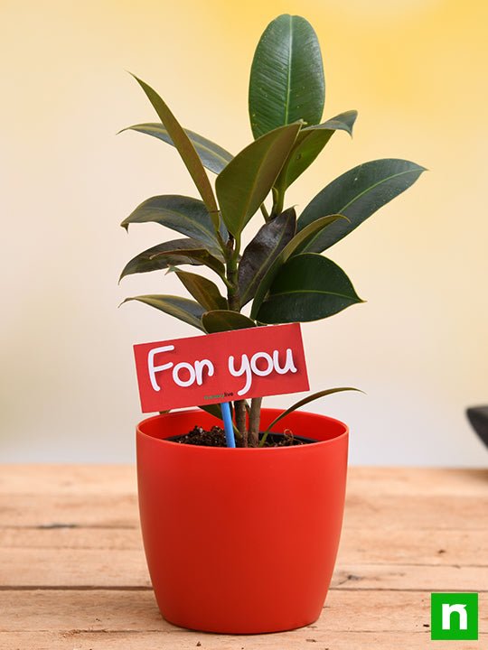 Air Purifying Rubber Plant For You - Gift Plant