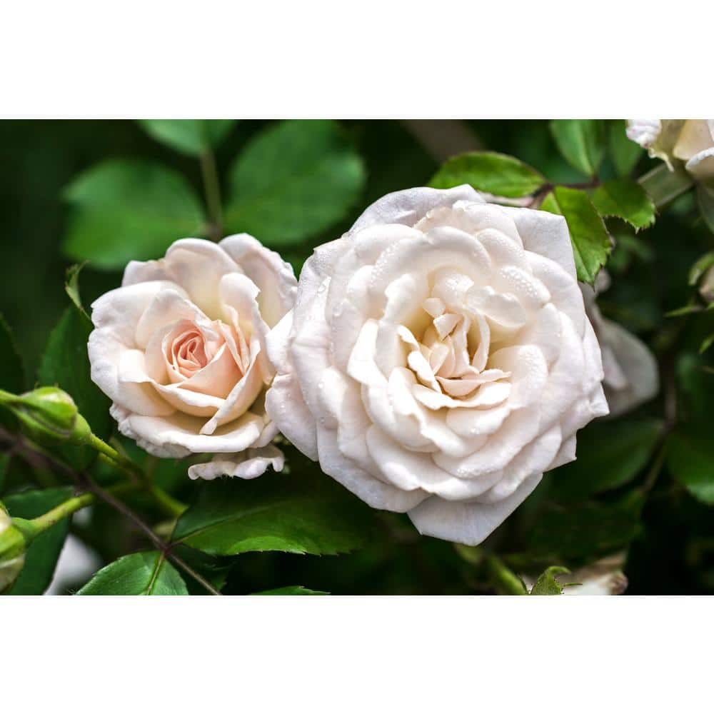 Drift 3 Gal. White Drift Rose Bush with White Flowers (2-Pack) THD00089