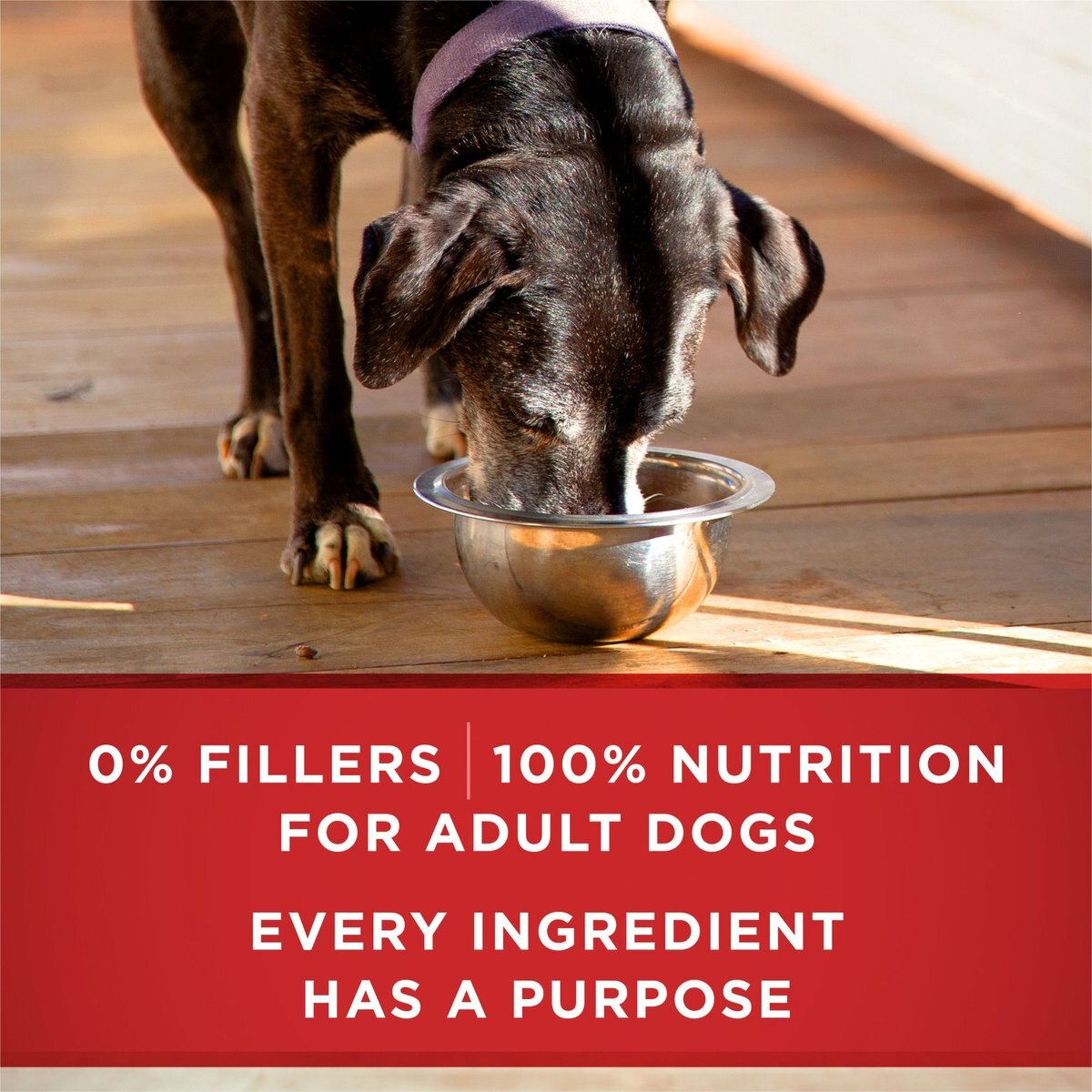 Purina ONE +Plus Adult Classic Ground Vibrant Maturity Adult 7+ Turkey and Barley Entree Canned Dog Food