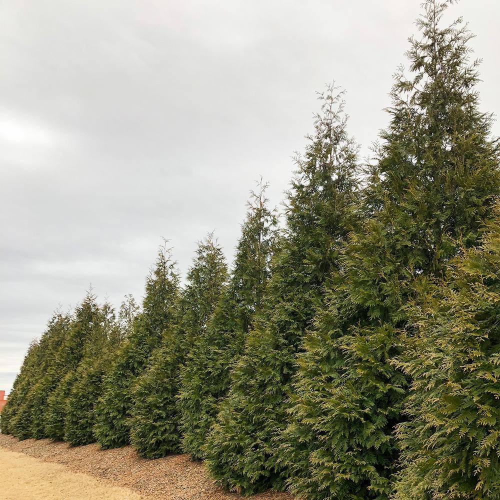 Spring Hill Nurseries Green Giant Arborvitae Potted Evergreen Shrub 3 to 4 feet tall (1-Pack) 96315