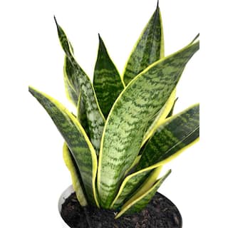 EVERBLOOM GROWERS INC. 6 in. Snake Plant Sansevieria Plant Grower's Choice in White Deco Pot (3-Pack) EBGSANS3PK