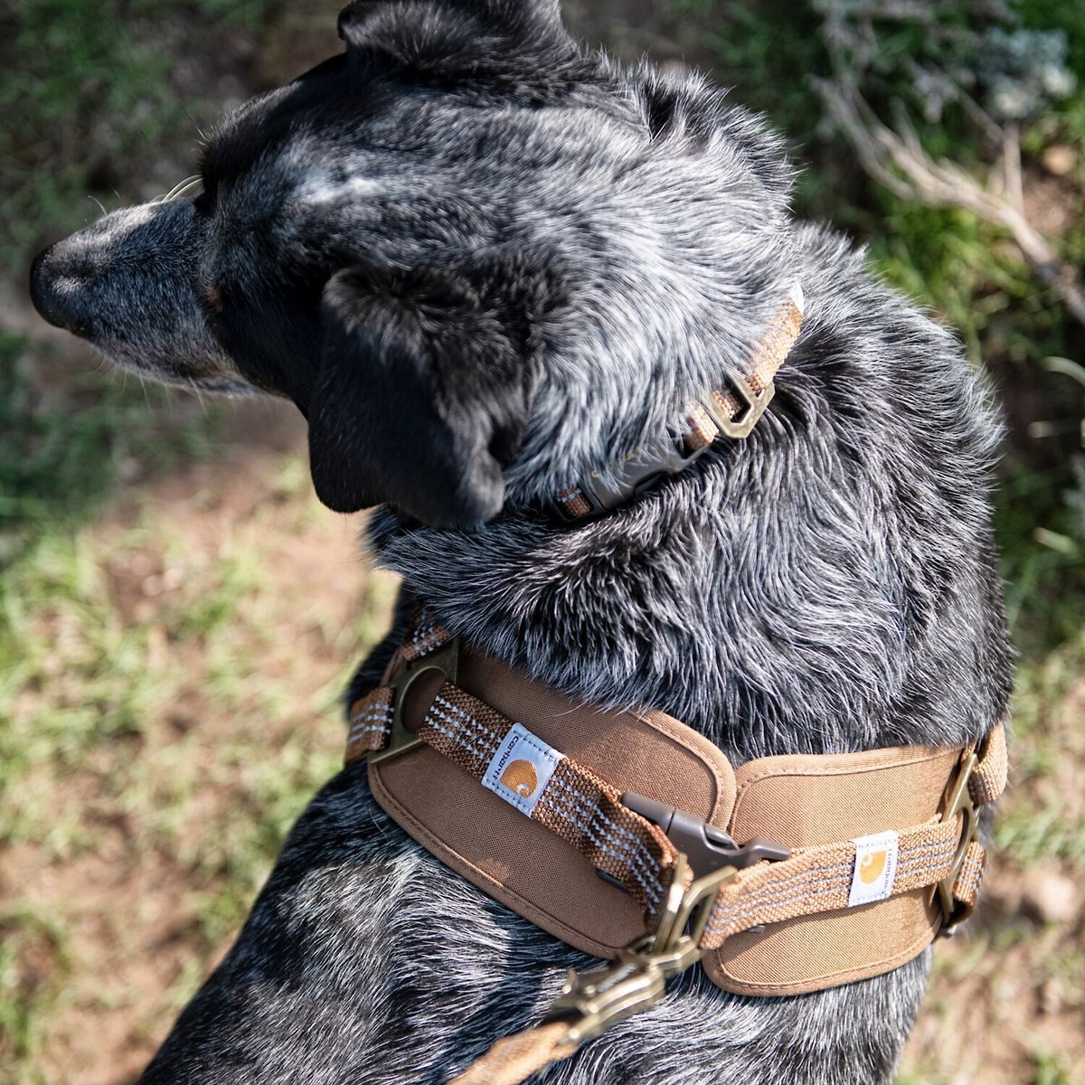 Carhartt Training Dog Harness