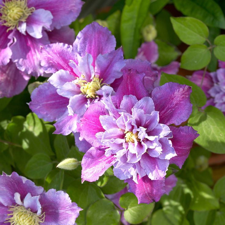 Piilu Clematis Vine - Heaviest Blooming Clematis - 2.5