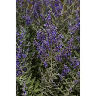 2.5 qt. Perennial Perovskia Atriplicifolia Sage 1162