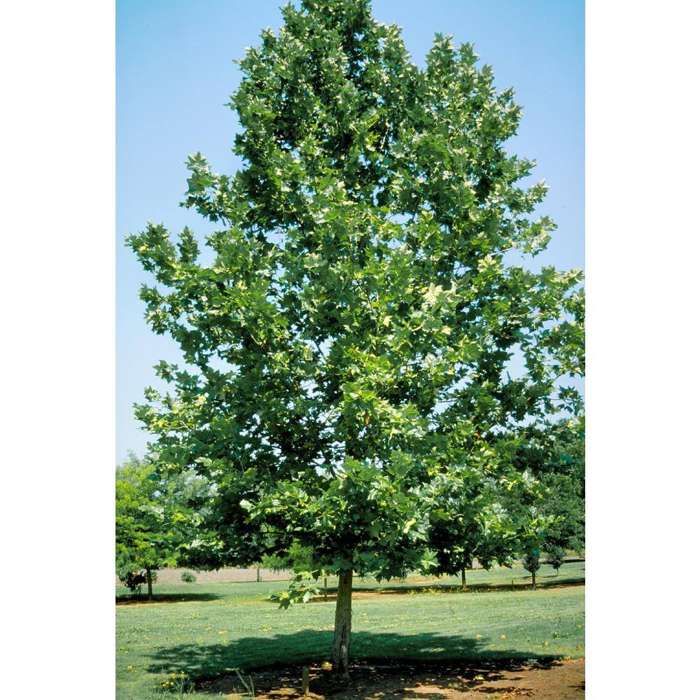 Online Orchards 3 ft. Bloodgood London Plane Tree with Fast Growth and Large Beautiful Form SHLP001