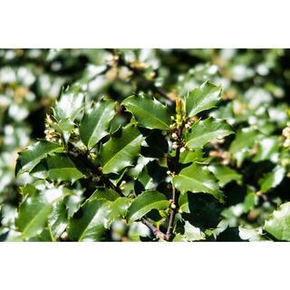 BELL NURSERY 3 Gal. Blue Princess Holly (Ilex) Evergreen Flowering Live Shrub with White Flowers ILEXM3BLU1PK