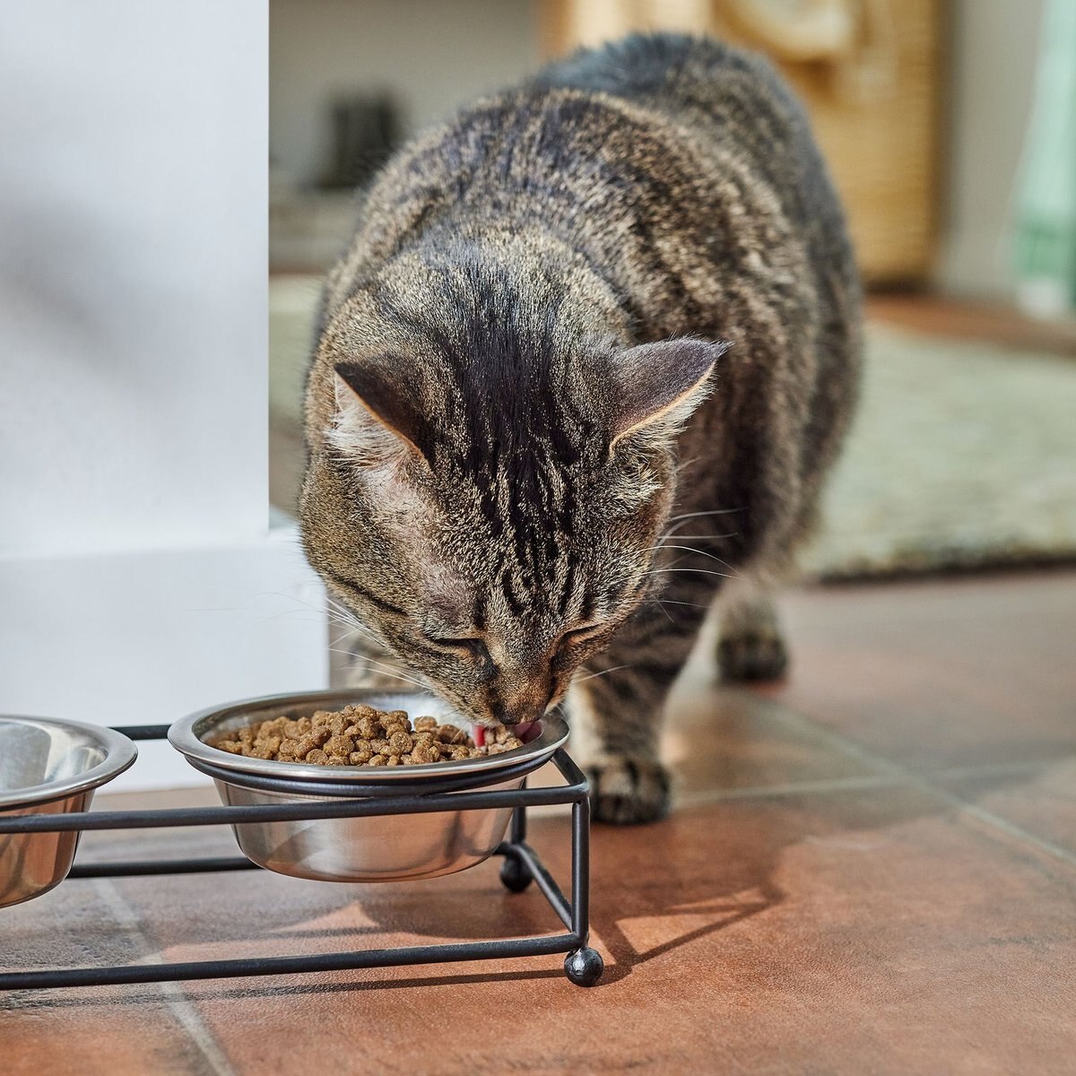 Stella and Chewy's Chicken Flavored Raw Coated Cage Free Dry Cat Food