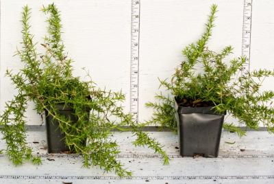 Classy Groundcovers - Phlox subulata 'Candy Stripe'  {25 Pots - 3 1/2 inch Square}