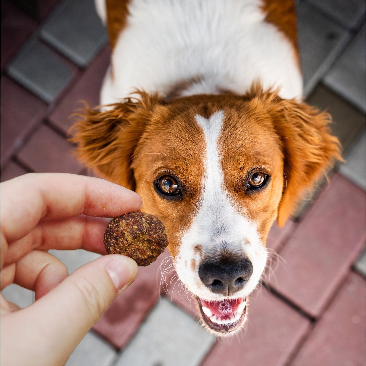 Cloud Star Wag More Bark Less Italian Beef Recipe Meatballs Grain-Free Dog Treats