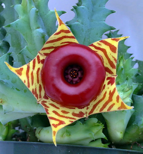 Lifesaver Succulent Plant - Huernia - Exotic Flower - 2.5