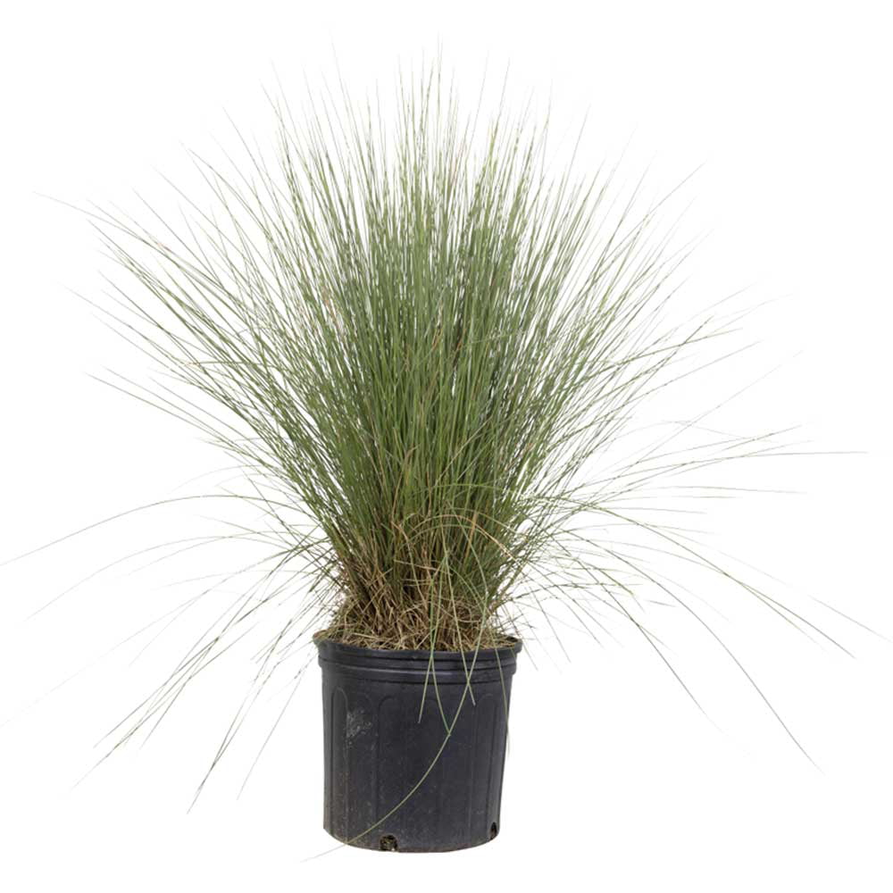 Pink Muhly Grass (2.5 Quart) Tall Ornamental Perennial with Airy Plume Heads - Full Sun Live Outdoor Plant