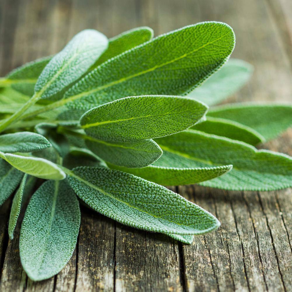 Bonnie Plants 19 oz. Garden Sage Herb Plant 5100