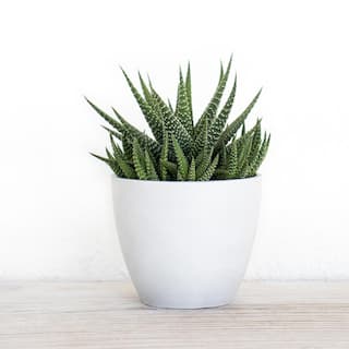 United Nursery Grower's Choice Haworthia Succulent (4-Pack) in 4 inch Grower Pot 79047