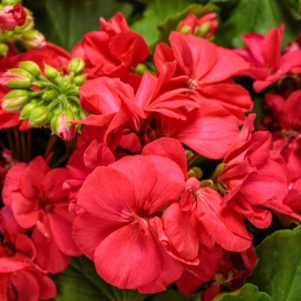 4.25 in. Eco+Grande， Boldly Coral Geranium (Pelargonium) Live Plant， Pink Flowers (4-Pack)