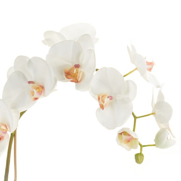 Phalaenopsis Orchid DropIn 26