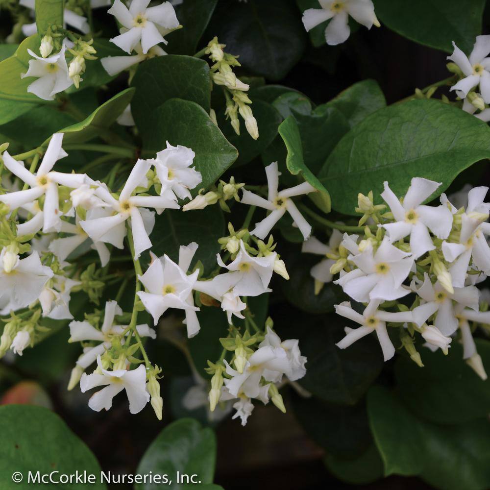 GARDENER'S CONFIDENCE 2 Gal Madison Jasmine (Star Jasmine) Live Vine Plant with White Fragrant Blooms 11673