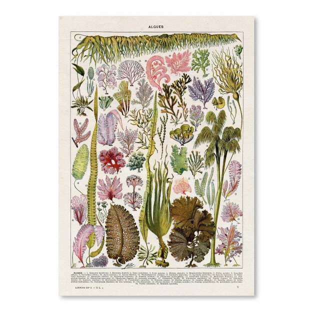 Americanflat Botanical Educational Algues Vintage Art Print By Samantha Ranlet Poster