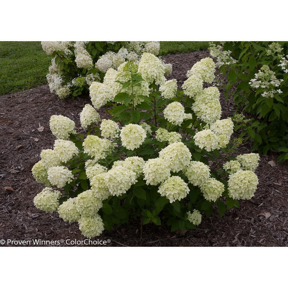 PROVEN WINNERS 1 Gal. Little Lime Hardy Hydrangea (Paniculata) Live Shrub Green to Pink Flowers HYDPRC1076101