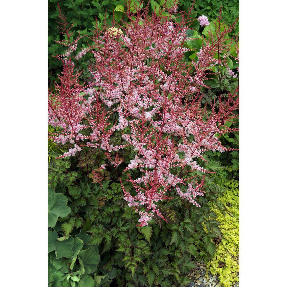 BELL NURSERY 3 Gal. Delft Lace Astilbe Live Perennial Plant (1-Pack) ASTIL3DFT1PK