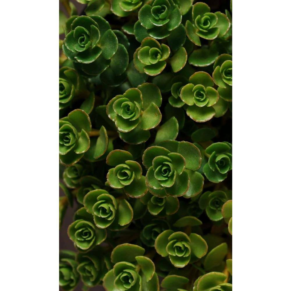 Zeus  Ruta John Creech Stonecrop Plants Ground Cover Pet-Safe Spreading in Pots (1-Pack) W1011-JCS1