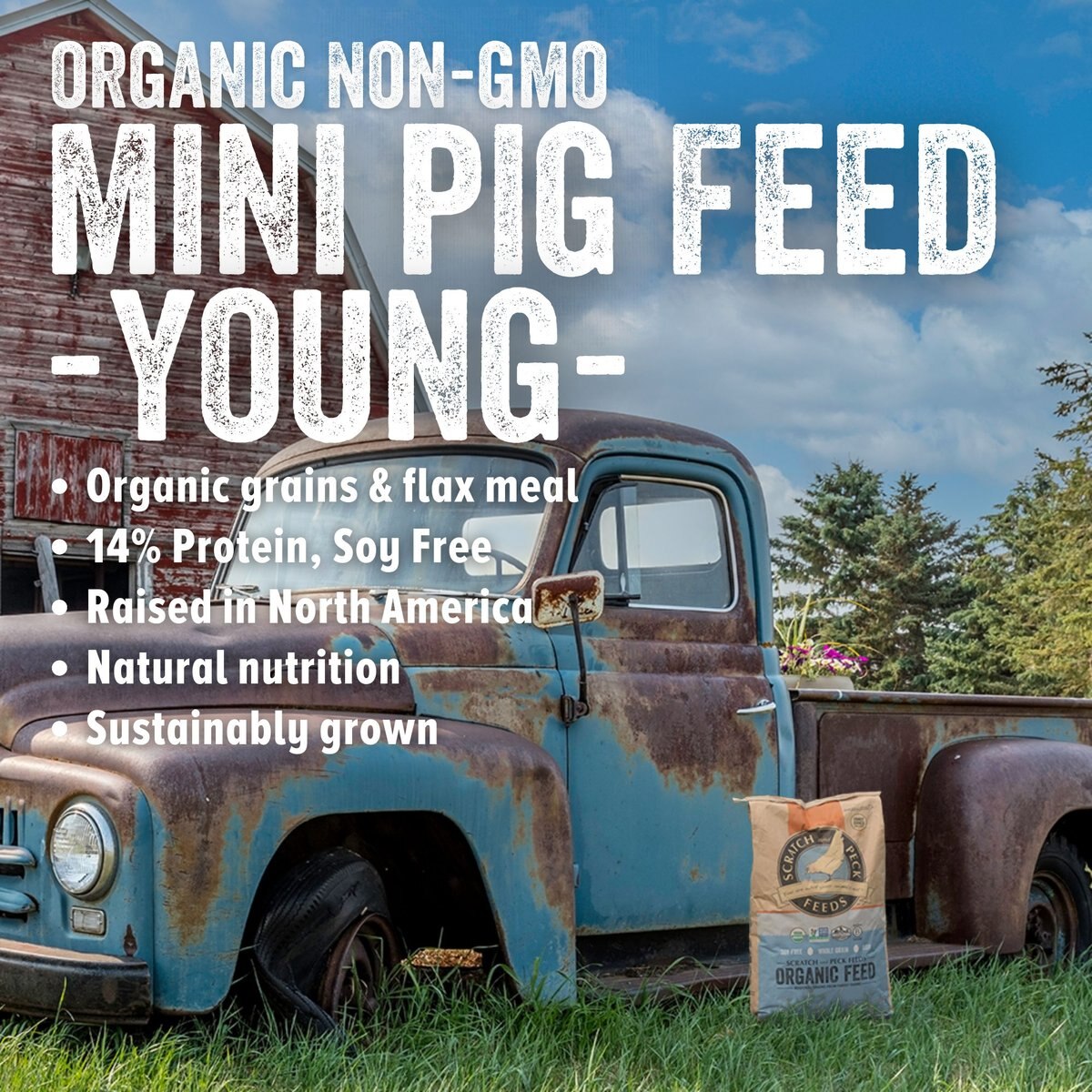 Scratch and Peck Feeds Organic Mini Pig Young Feed