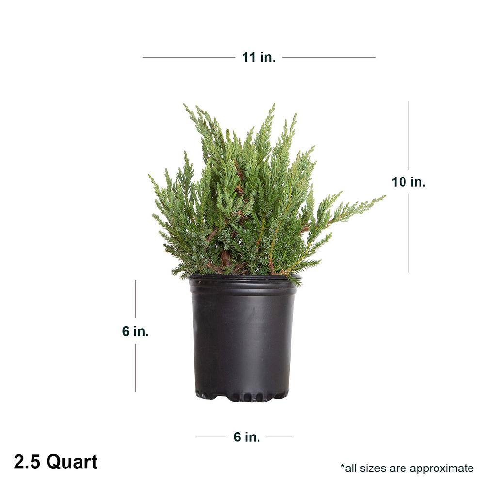 FLOWERWOOD 2.5 Qt. Parsoni Juniper - Evergreen Groundcover Shrub 3610Q
